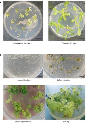Establishment and application of Agrobacterium-delivered CRISPR/Cas9 system for wild tobacco (Nicotiana alata) genome editing